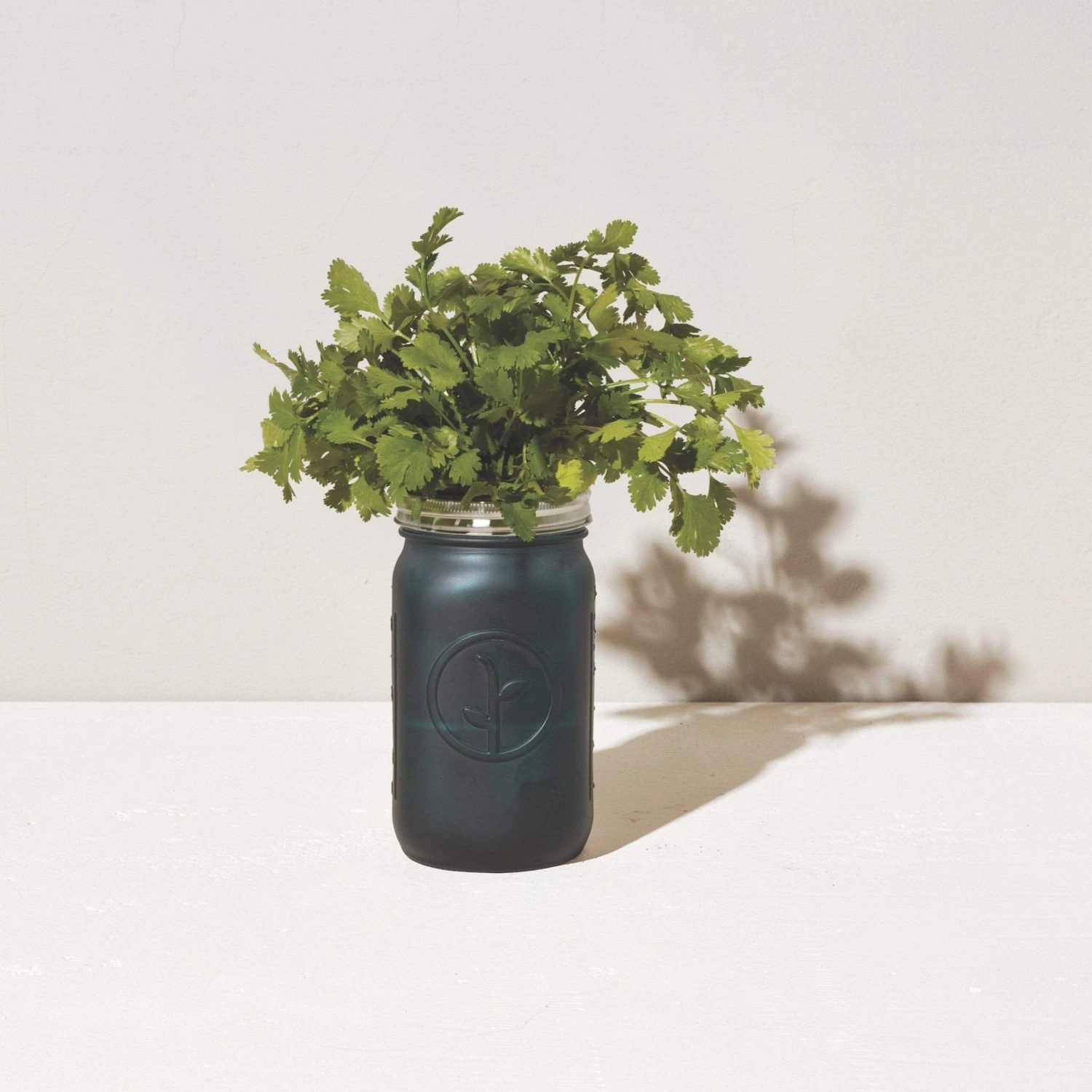 Modern Sprout Indoor Garden Jar - Cilantro - Image 2