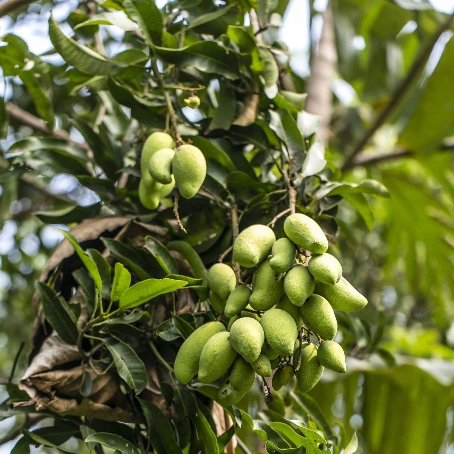 Pure Indian Foods Alphonso Mango Puree - Image 5